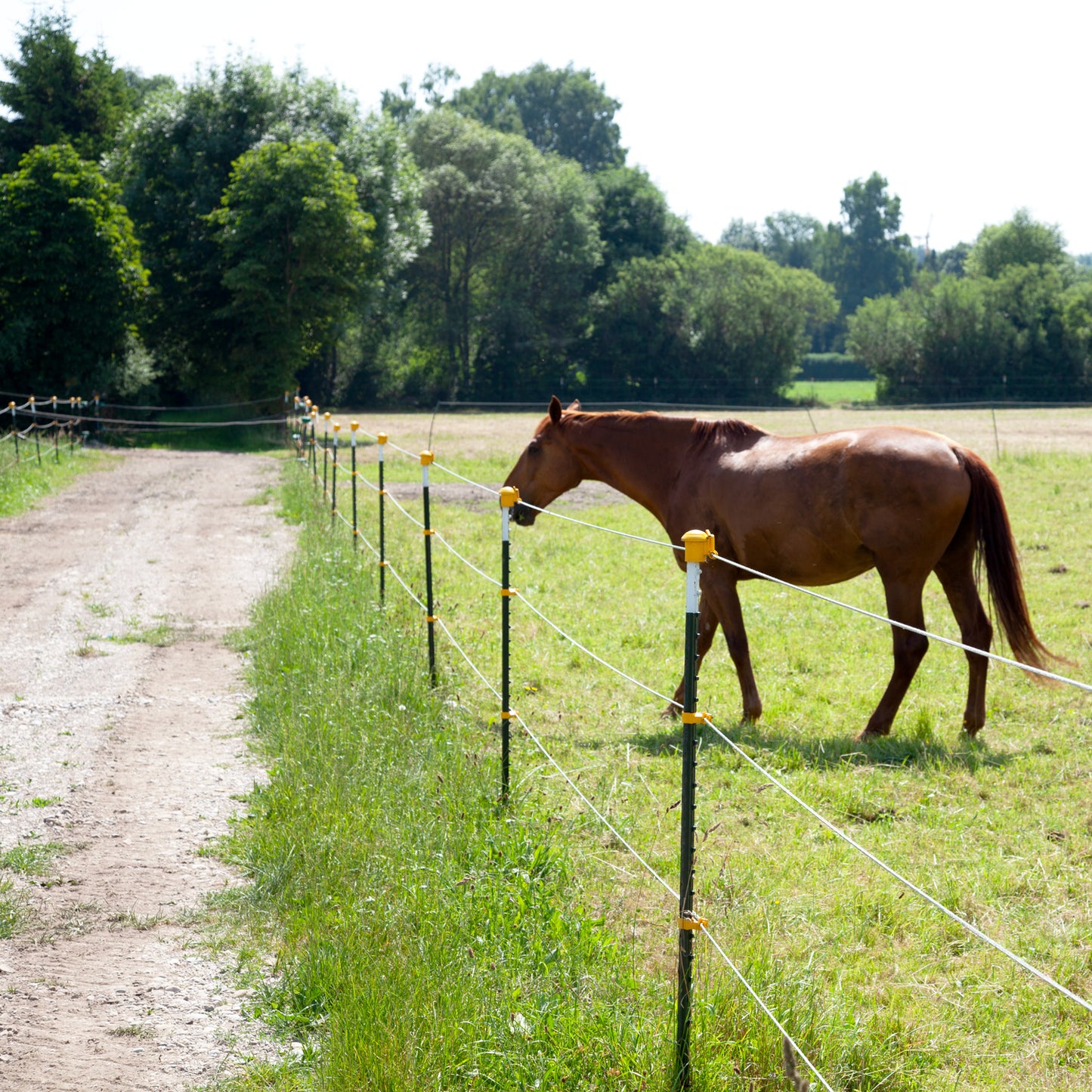 100x Metallpfahl T-Pfosten 182cm, ohne Isolatoren