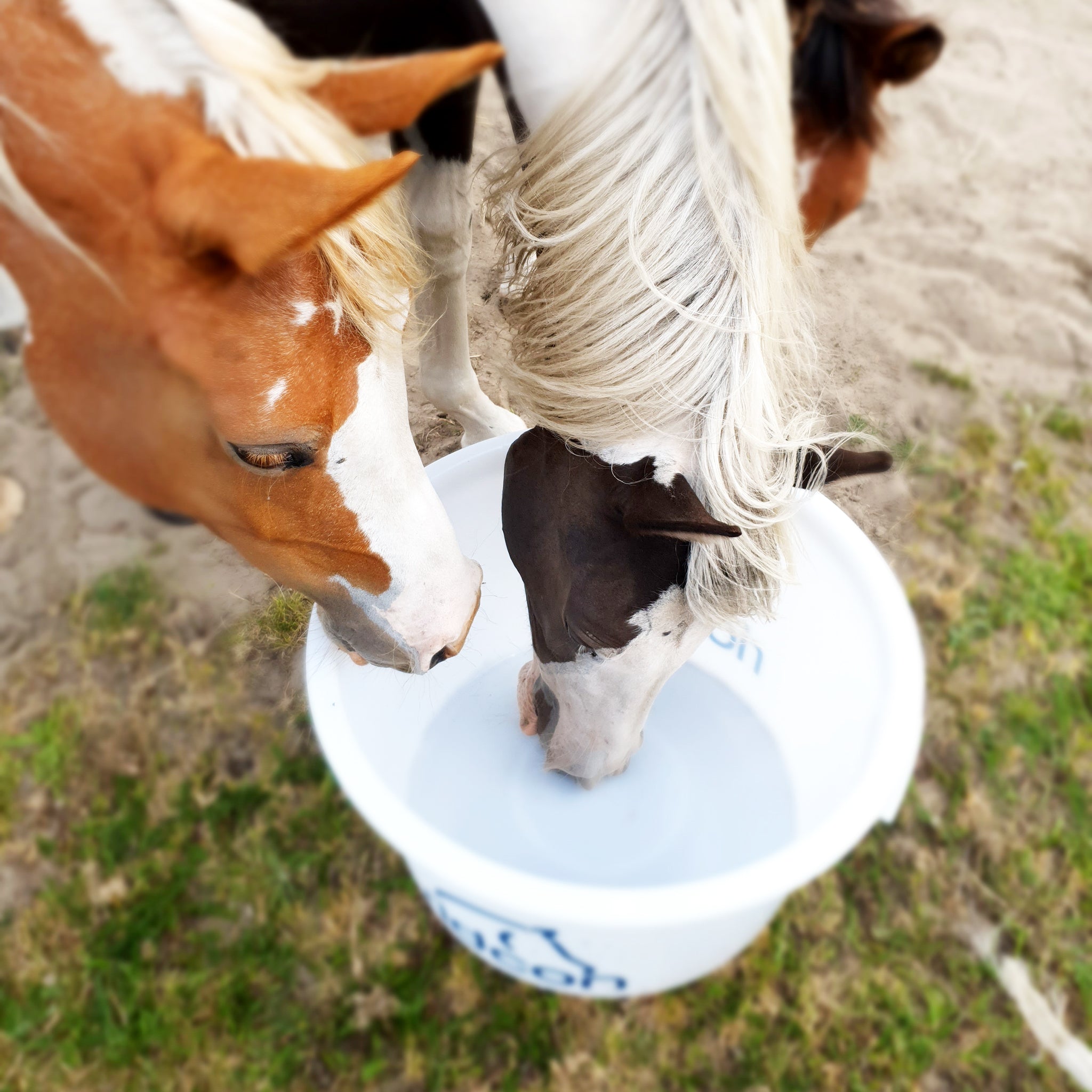 Tränken & Tröge