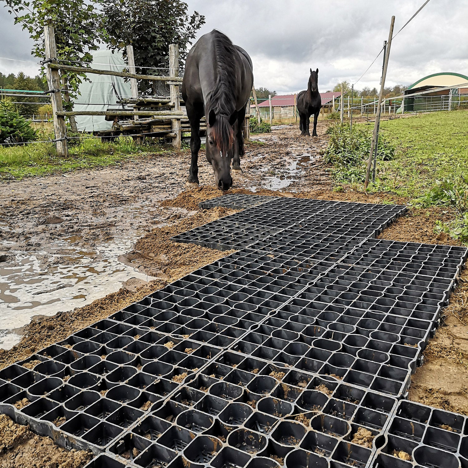 Paddockplatte ProGrid SG40 Spider - Verlegung ohne Unterbau möglich.