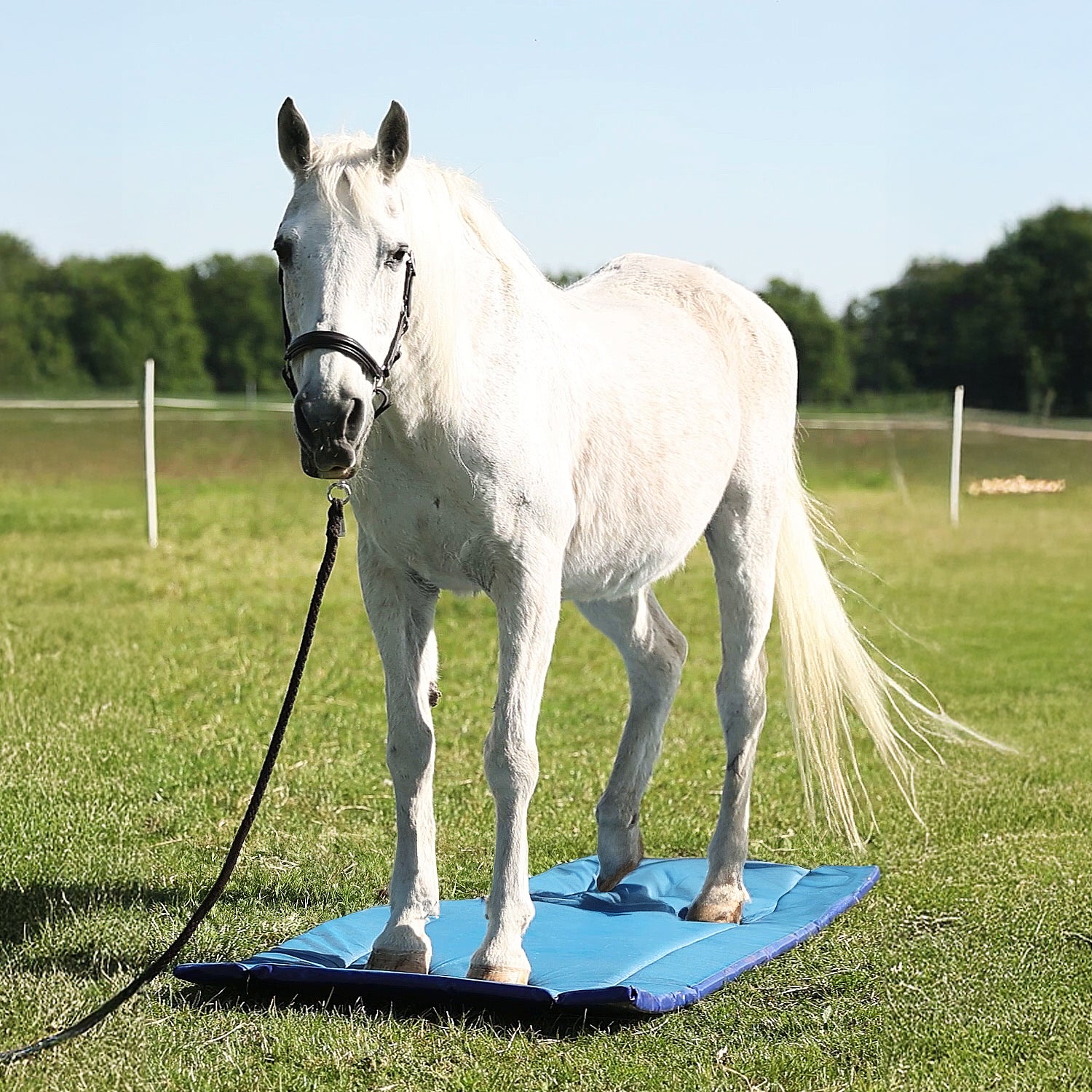 Hufmatte zum Wässern der Hufe - XL, Maße: 220x90cm