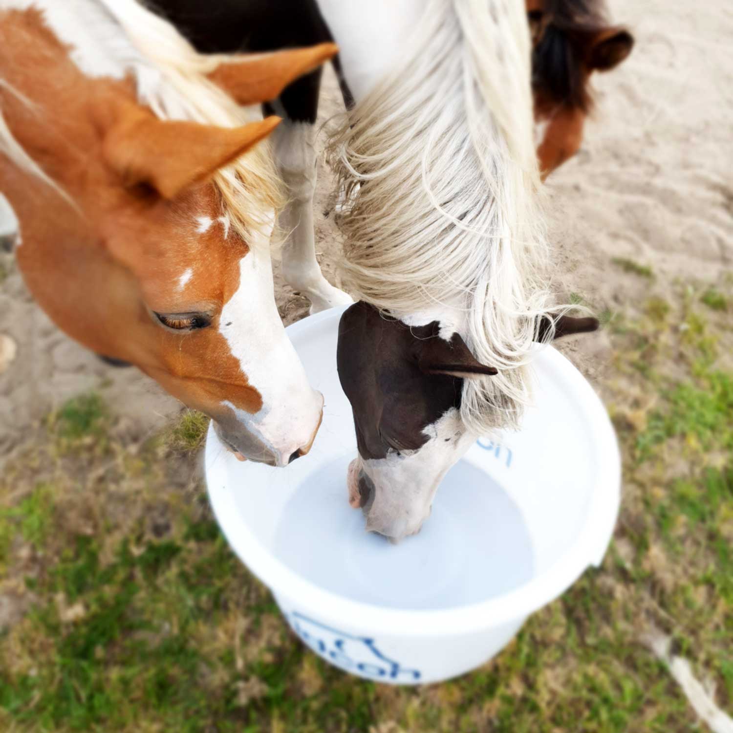 Futter- und Wasserbottich ''Berti'' - 65 Liter Fassungsvermögen