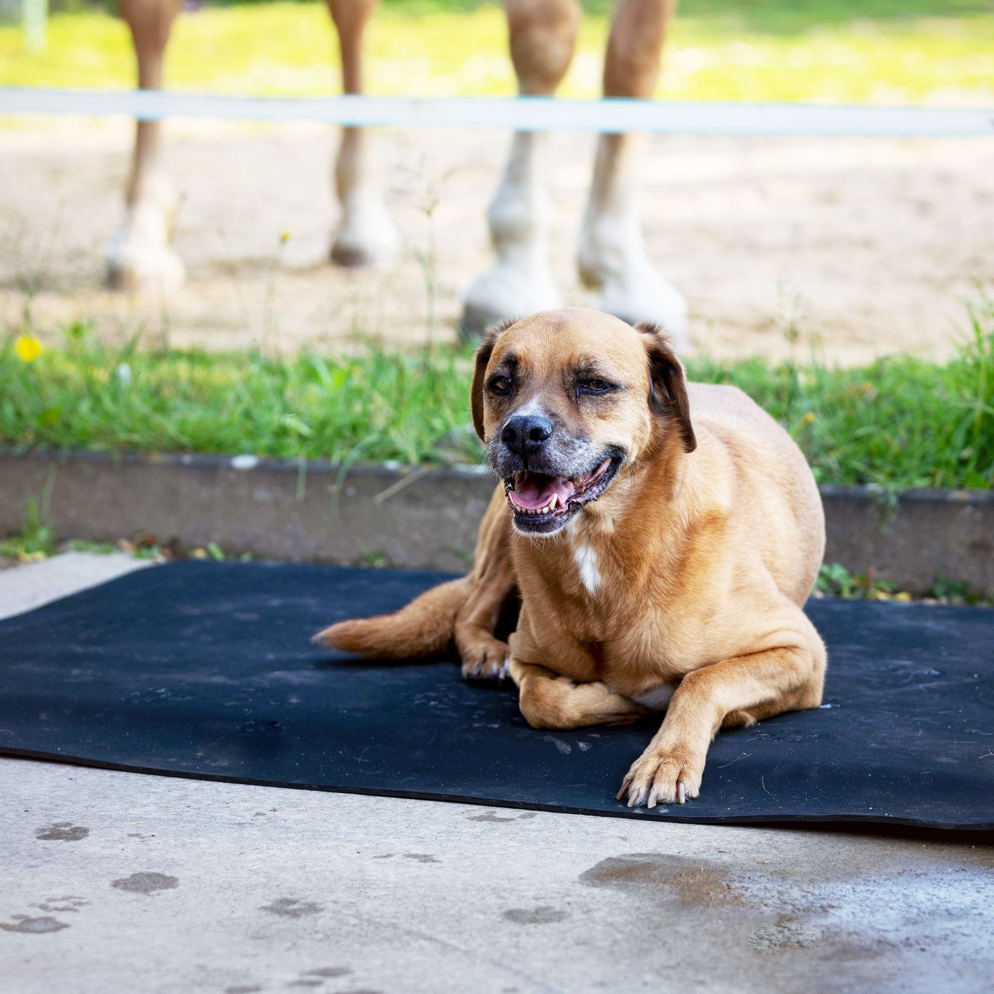 Hundebett Premium 1,00 x 1,25 m, 3,6 cm dick, Ansicht 2