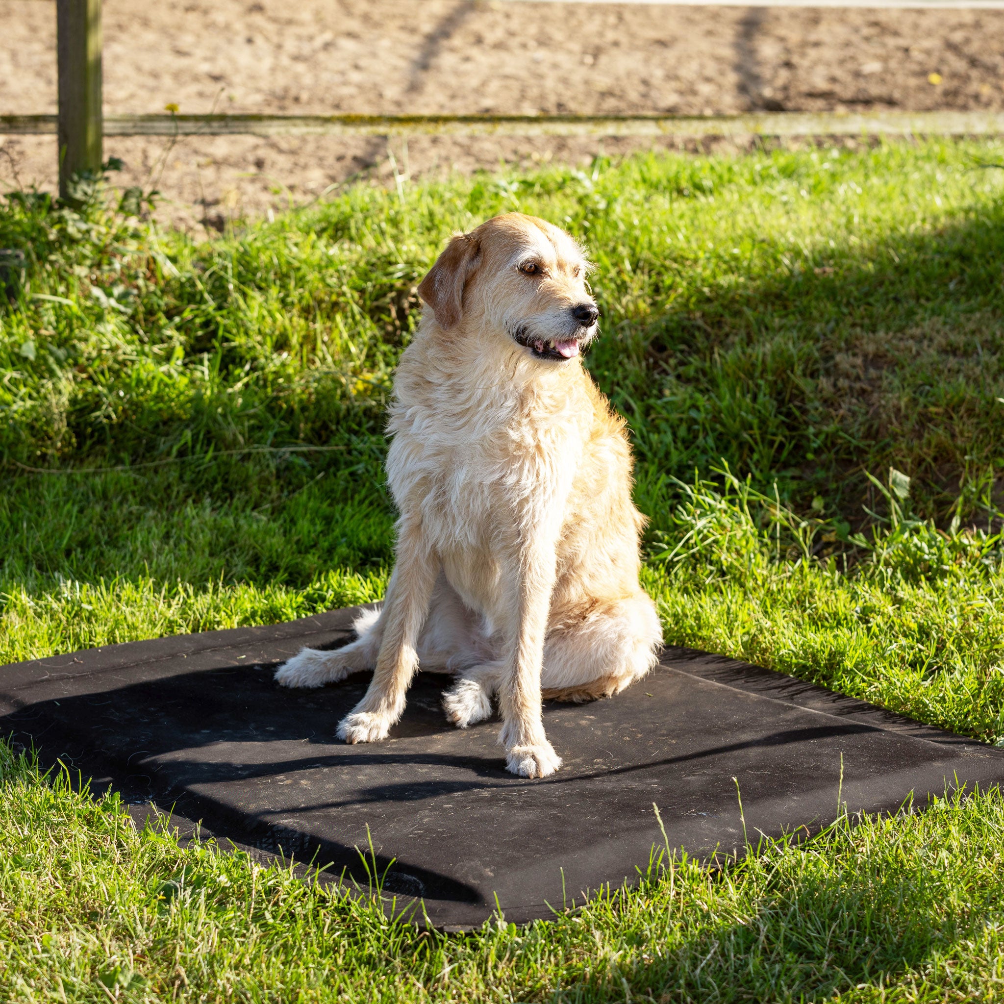 Hundebett Premium 1,00 x 1,25 m, 3,6 cm dick, Ansicht 7