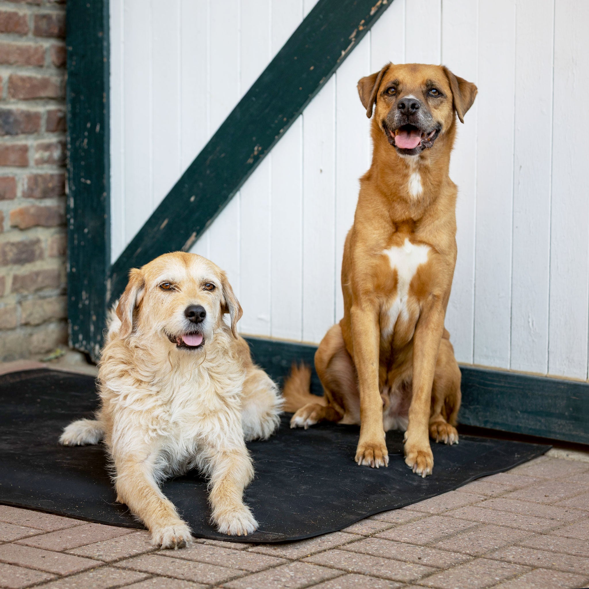 Hundebett Premium 1,00 x 1,25 m, 3,6 cm dick