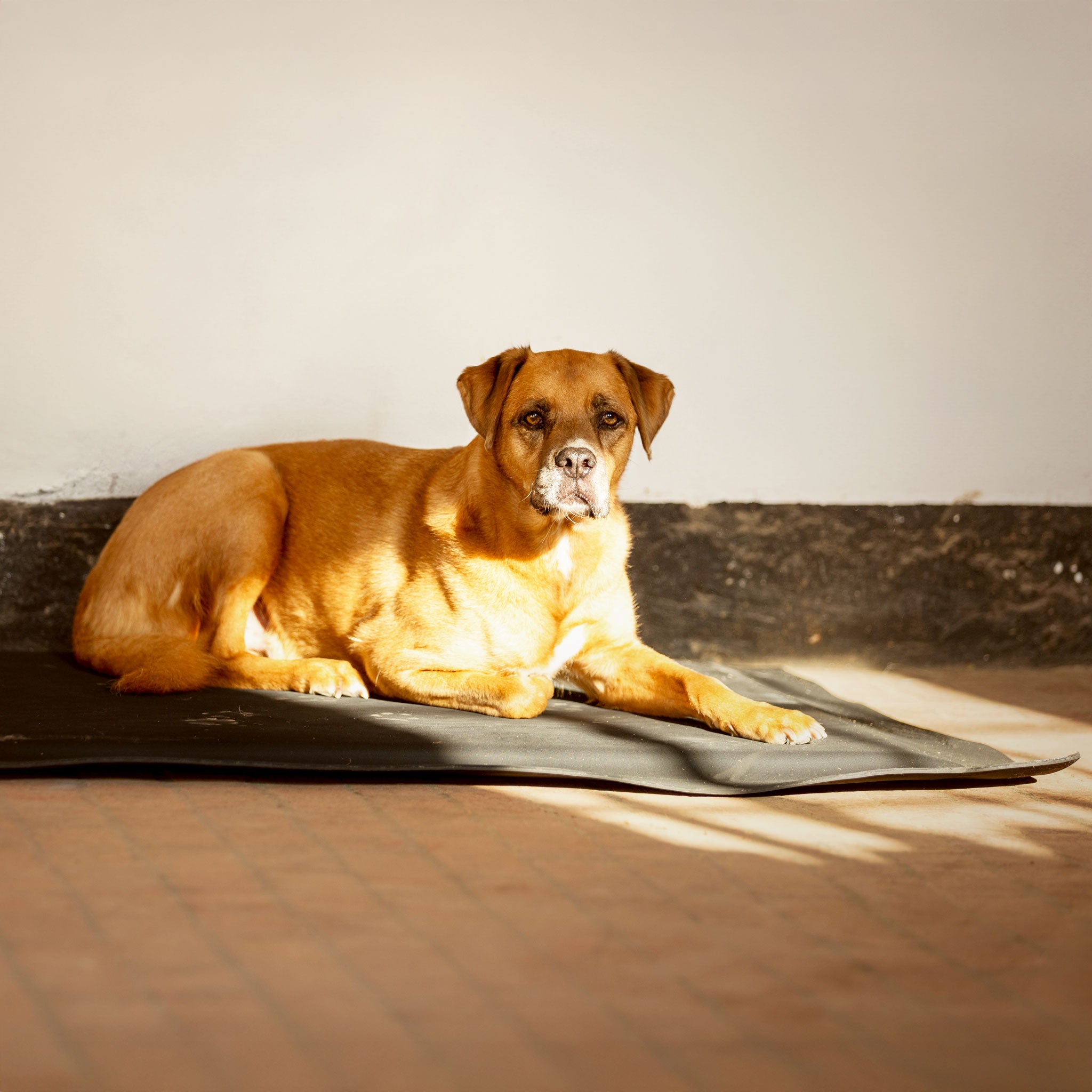 Hundebett Premium 1,00 x 1,25 m, 3,6 cm dick, Ansicht 5