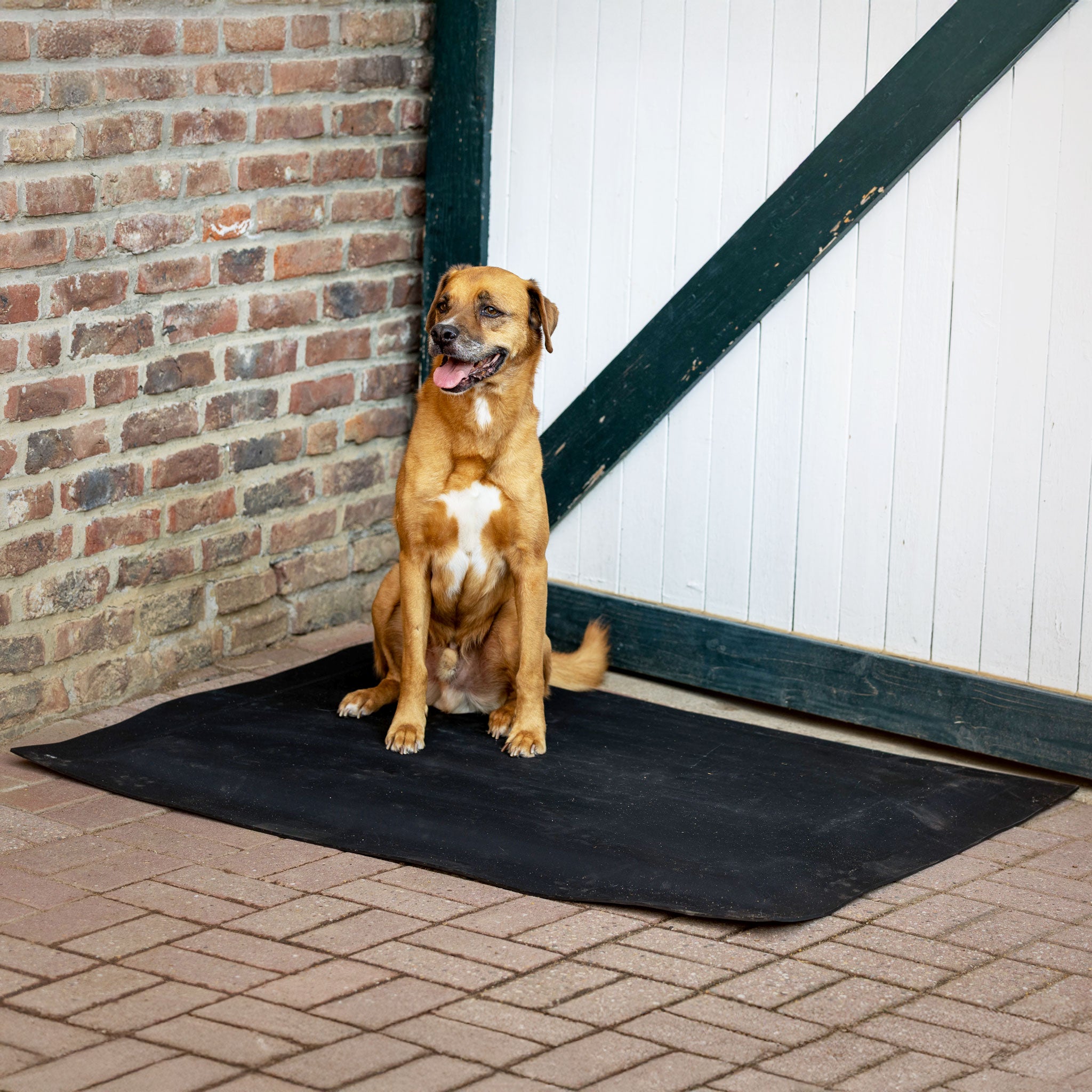 Hundebett Premium 1,00 x 1,25 m, 3,6 cm dick, Ansicht 4