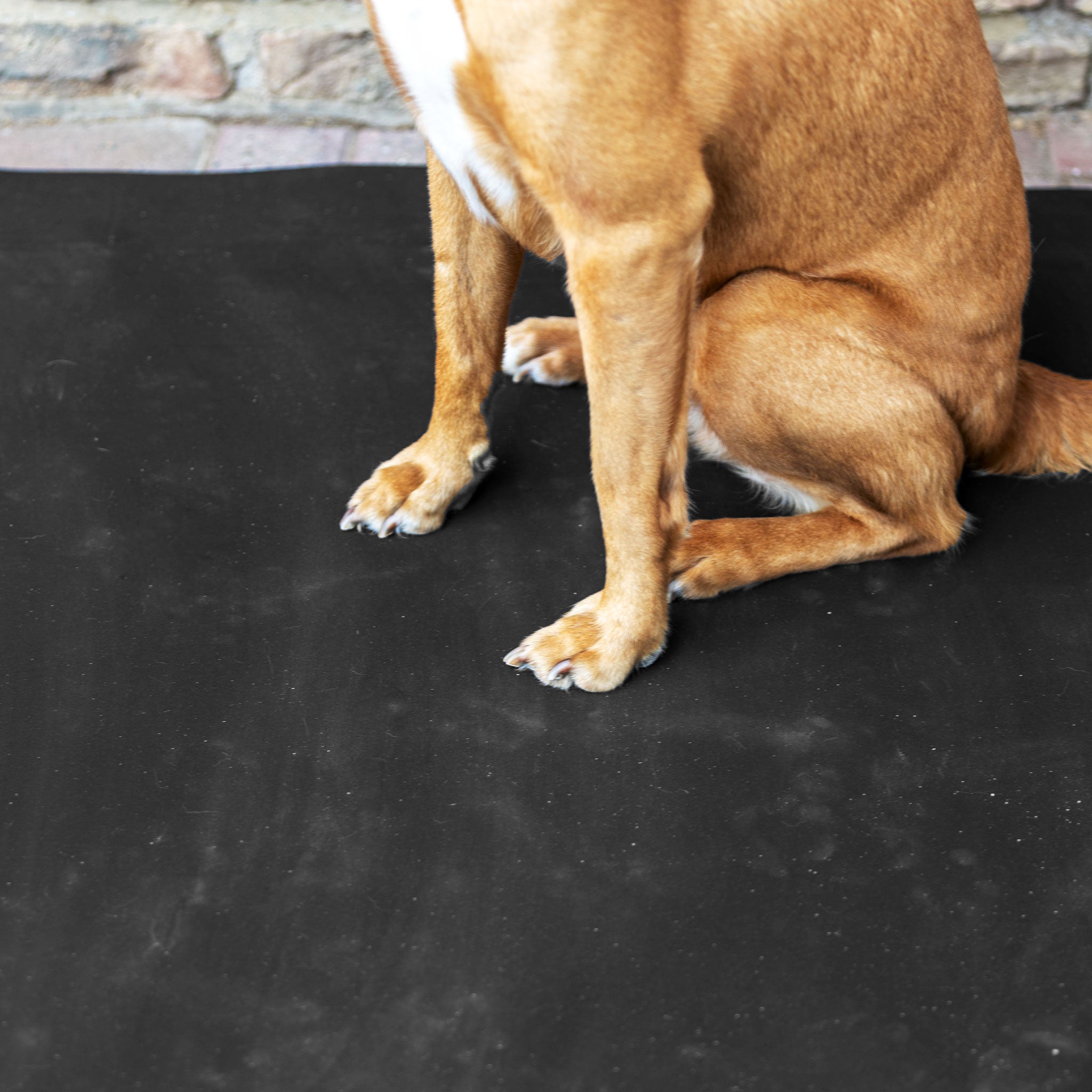 Hundebett Premium 1,00 x 1,25 m, 3,6 cm dick, Ansicht 6