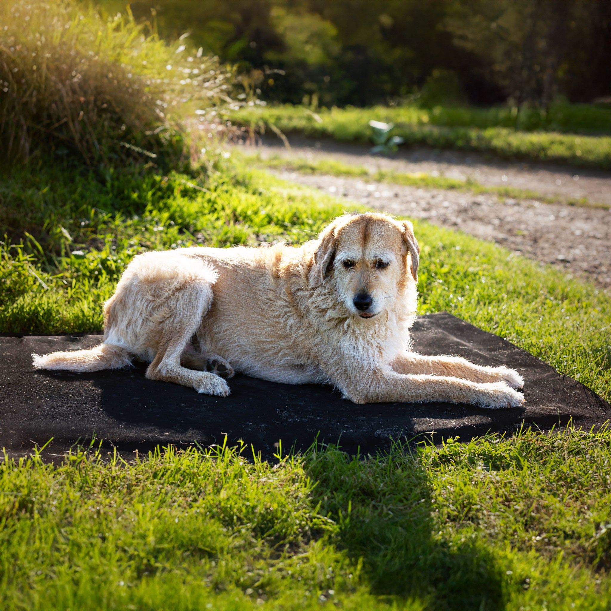 Hundebett Premium 1,00 x 1,25 m, 3,6 cm dick, Ansicht 8