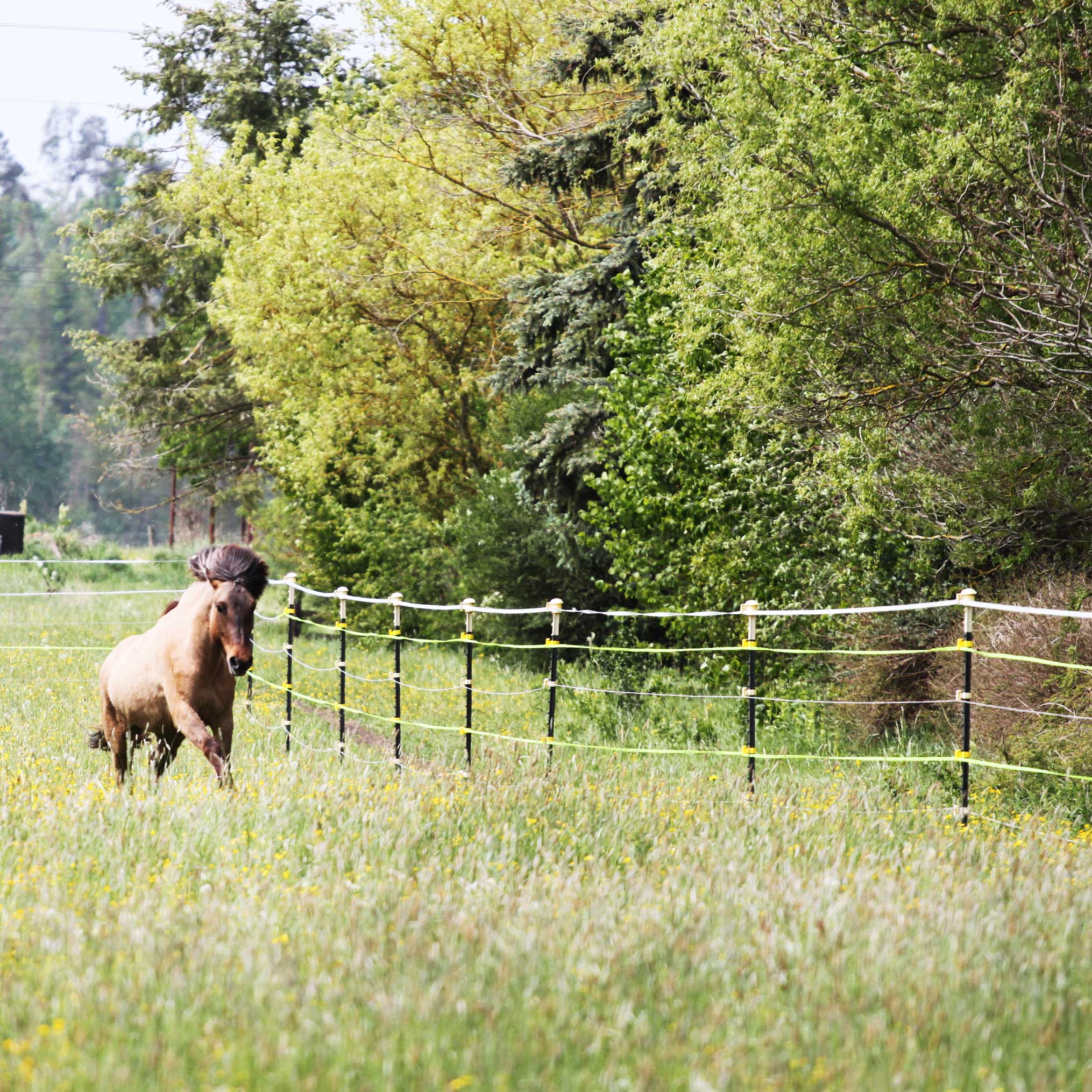 Metallpfahl T-Pfosten 167cm, ohne Isolatoren