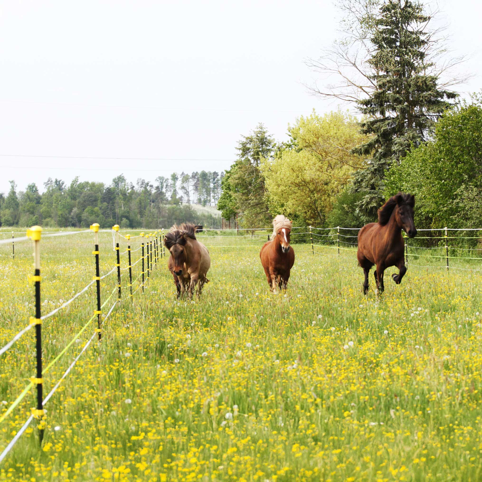 Metallpfahl T-Pfosten 167cm, ohne Isolatoren
