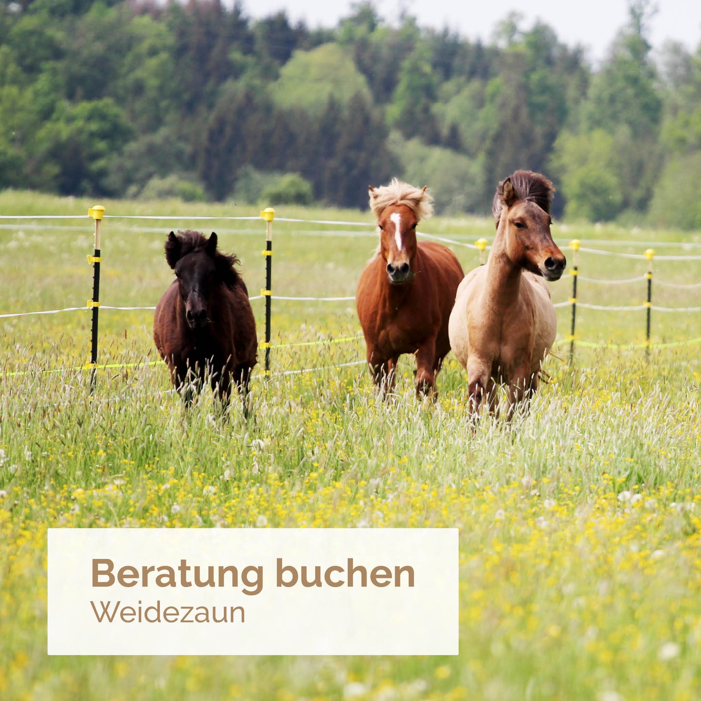 Beratung buchen: Weidezaun